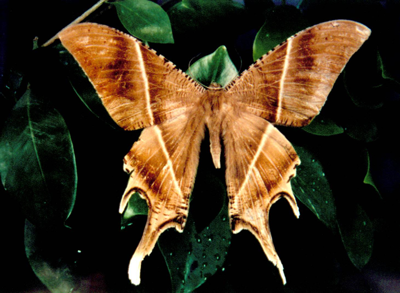 Hongweitiancane6.jpg