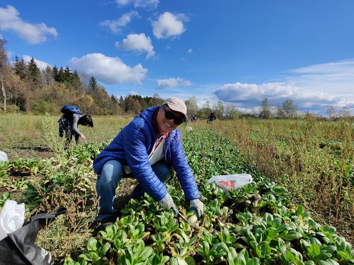 多伦多华裔蔬菜采摘22.jpg