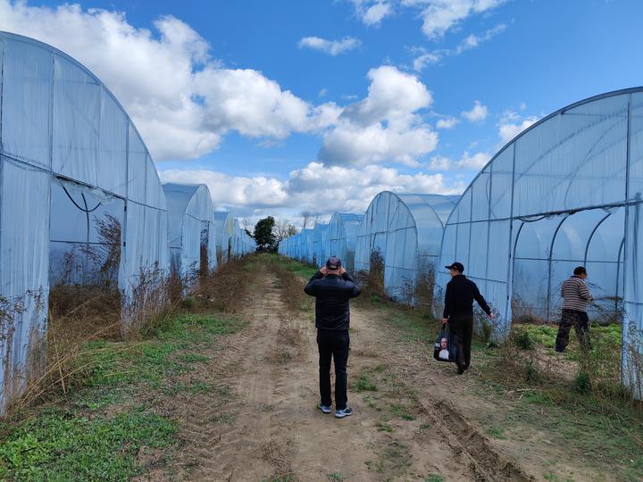 多伦多华裔蔬菜采摘05.jpg