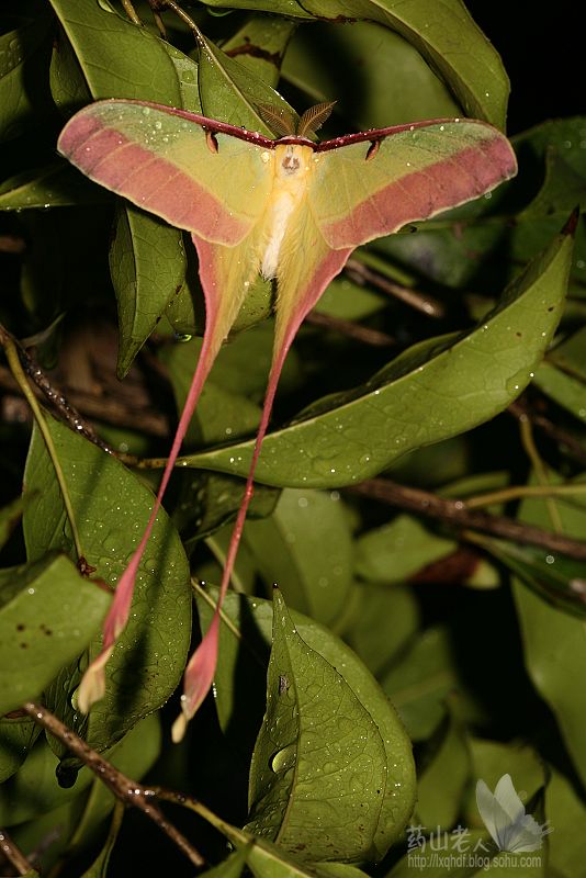Hongweitiancane.jpg