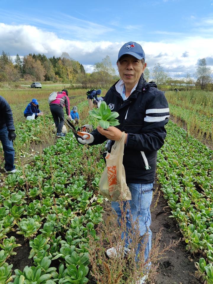 多伦多华裔蔬菜采摘06.jpg