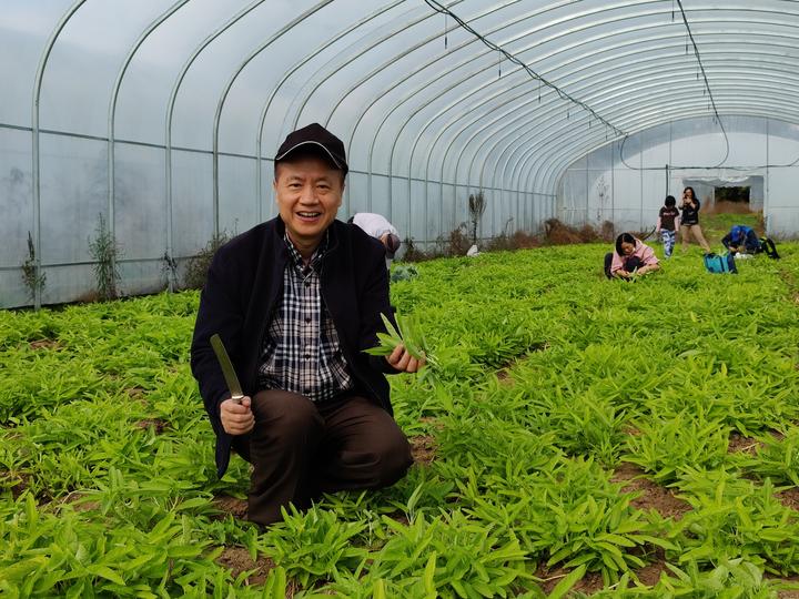 多伦多华裔蔬菜采摘15.jpg