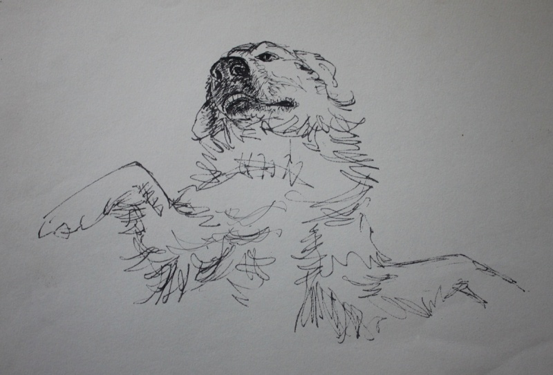 文件:我家金毛犬.jpg
