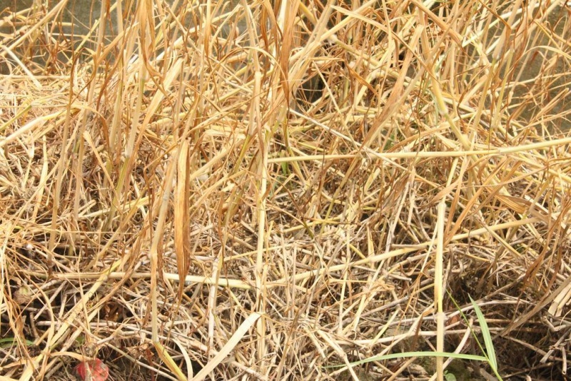 文件:IMG 9362 b5.JPG