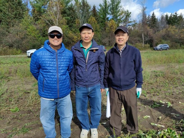 多伦多华裔蔬菜采摘07.jpg