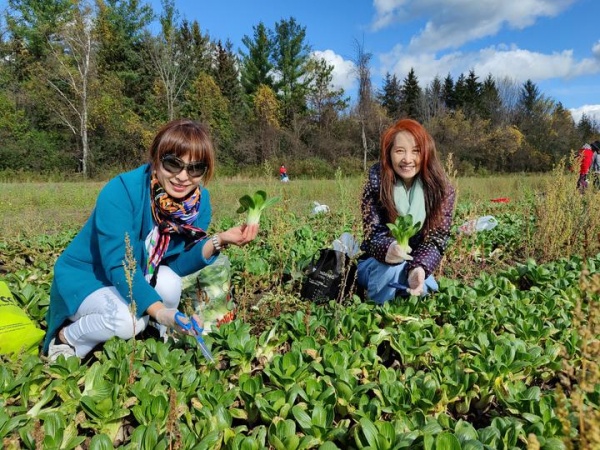 多伦多华裔蔬菜采摘17.jpg