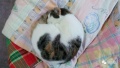 2019年7月7日 (日) 11:03的版本的缩略图