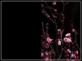 2013年2月1日 (五) 03:05的版本的缩略图