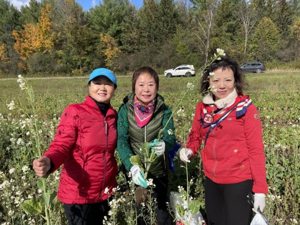 多伦多华裔蔬菜采摘16.jpg