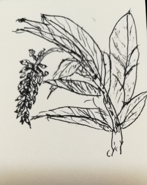 文件:IMG 20180502 212932.jpg