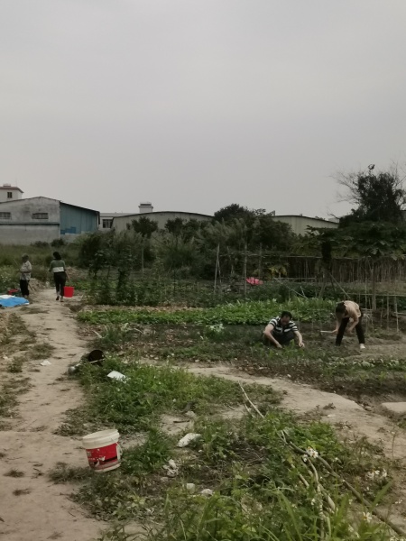 文件:小区业主种菜2.jpg