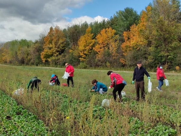 多伦多华裔蔬菜采摘03.jpg