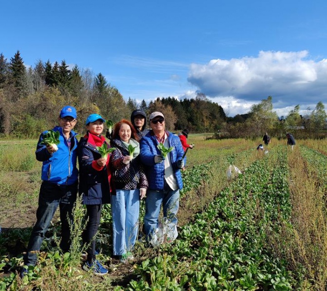 文件:多伦多华裔蔬菜采摘12.jpg