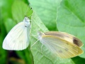 2012年6月14日 (四) 07:34的版本的缩略图