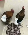 2022年2月1日 (二) 03:16的版本的缩略图