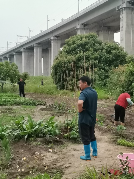 文件:小区业主种菜1.jpg