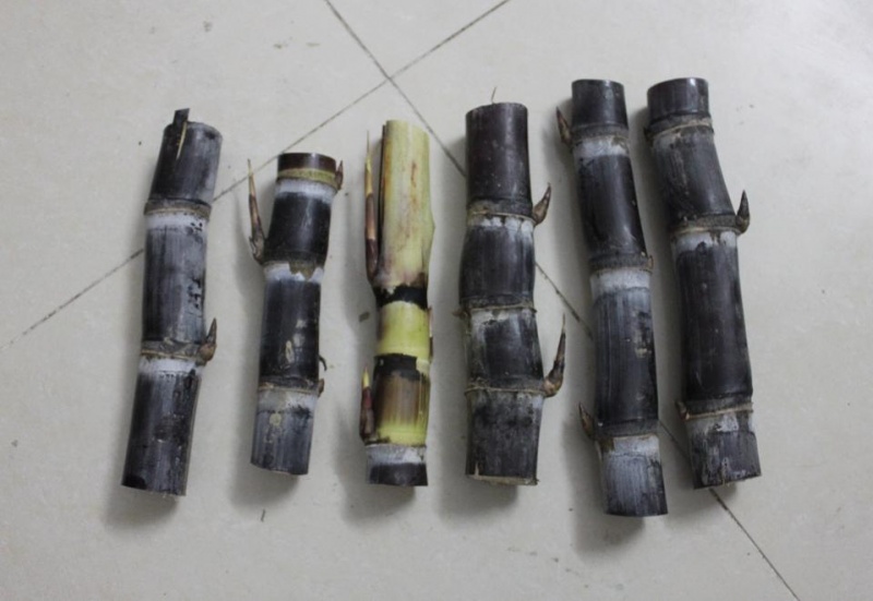 文件:IMG 6466-s.JPG