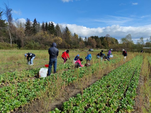 多伦多华裔蔬菜采摘04.jpg